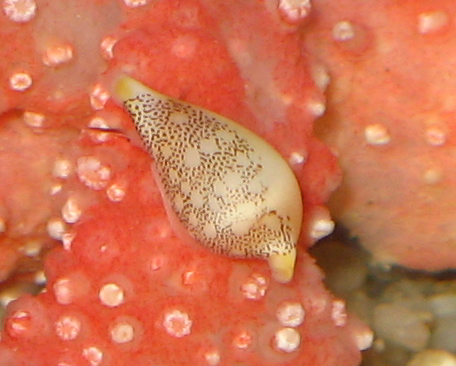 Aperiovula adriatica